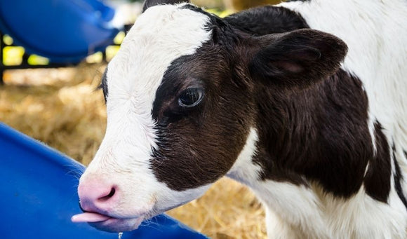 Keeping Your Cattle, Horses, and Backyard Flock Hydrated