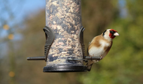 Spring Bird Feeding Tips