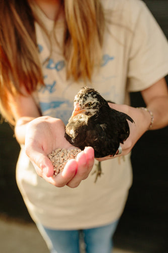 Scratch and Peck Feeds Organic Grower Crumble 35lb